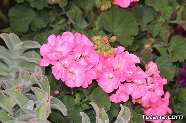 Misa y procesin Cruces de Mayo. La Cada 2019 - 152