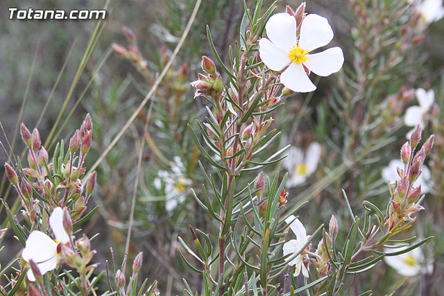 Custom Totana - Jornada de convivencia en La Santa 2012 - 81
