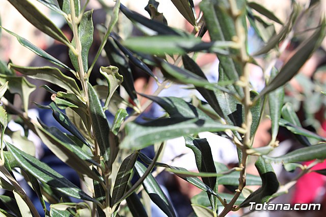 Procesin Domingo de Ramos (Parroquia de Santiago) - Semana Santa 2018 - 30