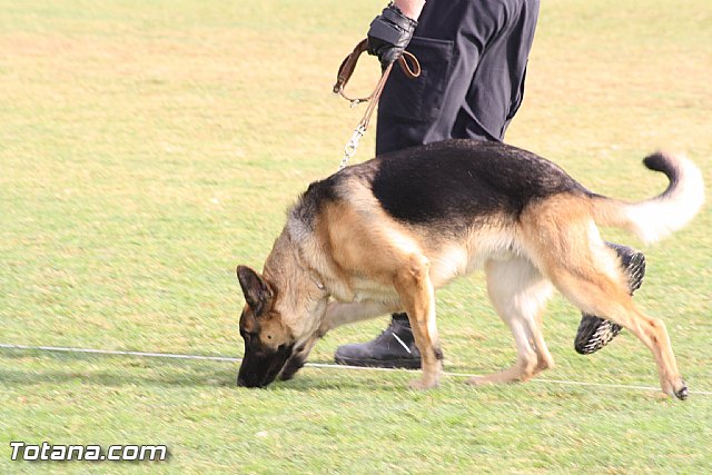 Exhibicin Guas Caninos Detectores de Drogas - 43