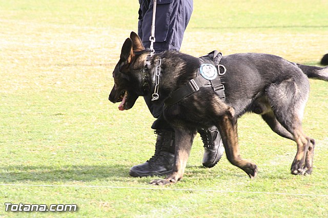 Exhibicin Guas Caninos Detectores de Drogas - 64