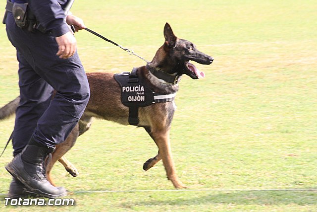 Exhibicin Guas Caninos Detectores de Drogas - 69