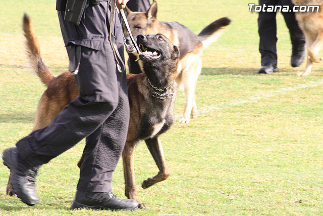 Exhibicin Guas Caninos Detectores de Drogas - 77