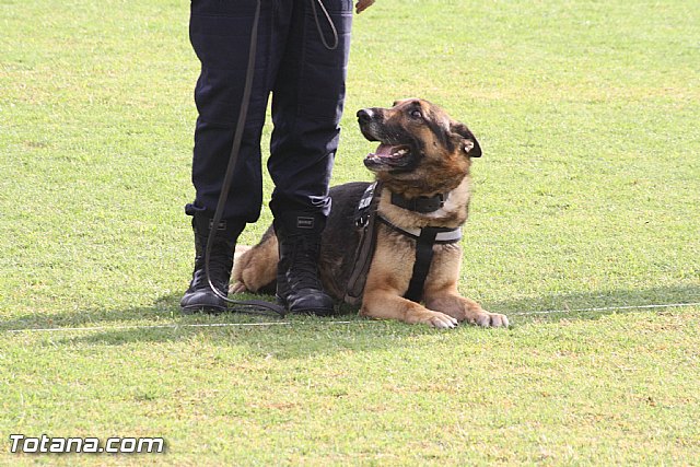 Exhibicin Guas Caninos Detectores de Drogas - 79