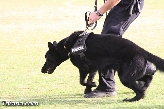Exhibicin Guas Caninos Detectores de Drogas - 83