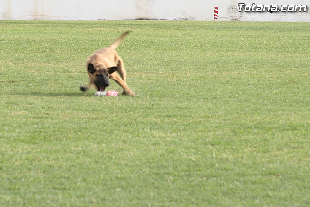 Exhibicin Guas Caninos Detectores de Drogas - 95