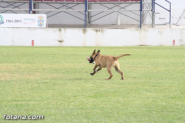 Exhibicin Guas Caninos Detectores de Drogas - 96