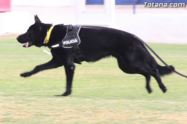 Exhibicin Guas Caninos Detectores de Drogas - 103