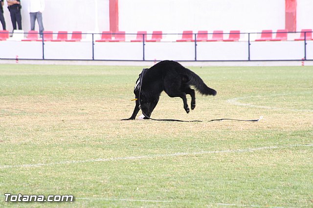 Exhibicin Guas Caninos Detectores de Drogas - 104