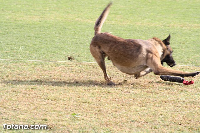 Exhibicin Guas Caninos Detectores de Drogas - 140
