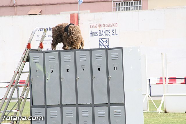 Exhibicin Guas Caninos Detectores de Drogas - 169