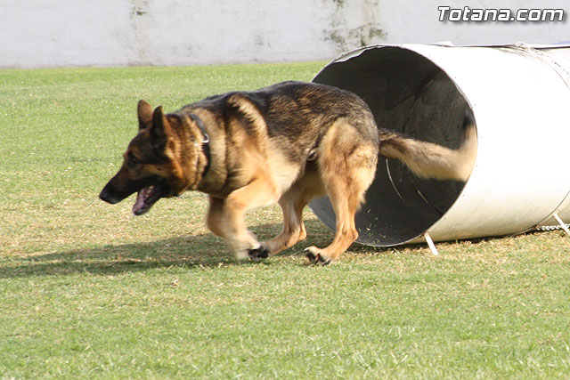 Exhibicin Guas Caninos Detectores de Drogas - 195