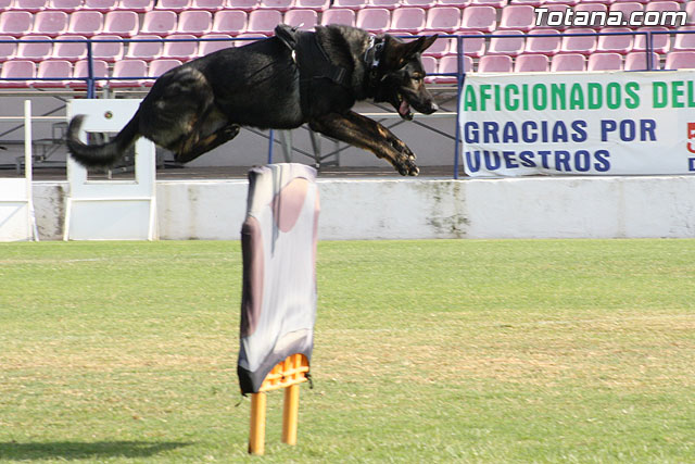 Exhibicin Guas Caninos Detectores de Drogas - 222