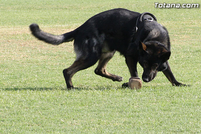 Exhibicin Guas Caninos Detectores de Drogas - 223