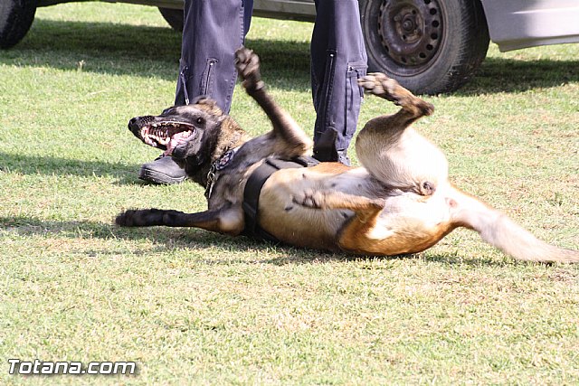 Exhibicin Guas Caninos Detectores de Drogas - 234