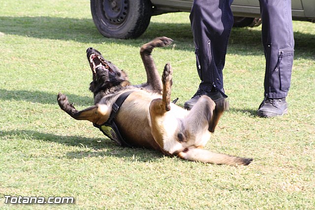 Exhibicin Guas Caninos Detectores de Drogas - 235