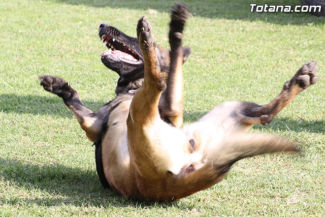 Exhibicin Guas Caninos Detectores de Drogas - 236