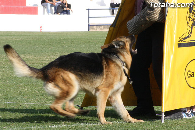 Exhibicin Guas Caninos Detectores de Drogas - 255