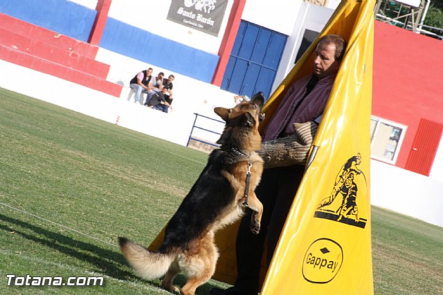 Exhibicin Guas Caninos Detectores de Drogas - 256