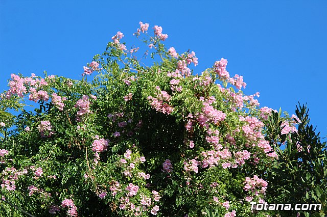 I Marcha Solidaria Unidos por la ELA - 251