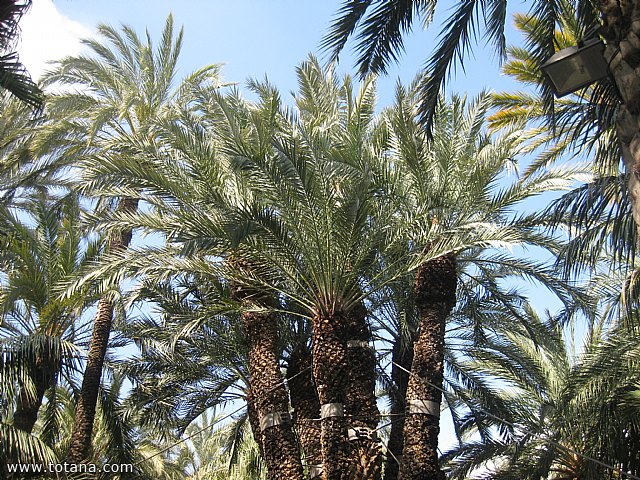 Viaje a Elche, Santa Pola y Guardamar del Segura - Marzo 2015 - 38