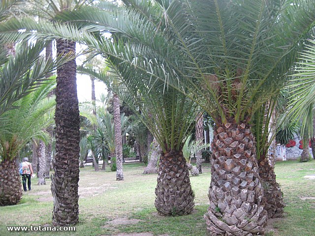 Viaje del Centro Municipal de Personas Mayores a Elche - 39