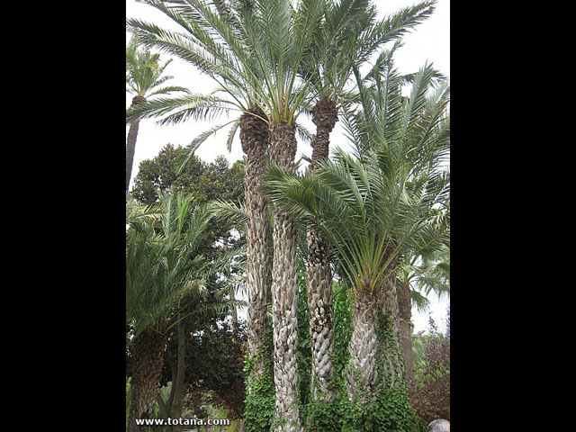 Viaje del Centro Municipal de Personas Mayores a Elche - 66
