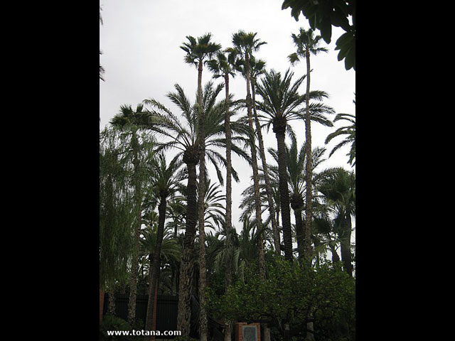 Viaje del Centro Municipal de Personas Mayores a Elche - 75