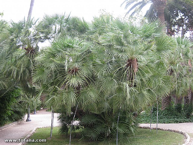 Viaje del Centro Municipal de Personas Mayores a Elche - 90