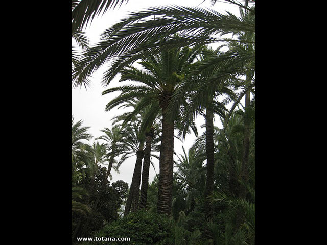 Viaje del Centro Municipal de Personas Mayores a Elche - 91