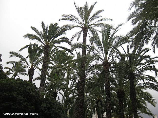 Viaje del Centro Municipal de Personas Mayores a Elche - 92