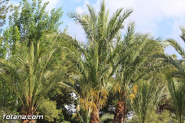 Cuerpos y Fuerzas de Seguridad y Emergencias de Totana 2015 - 45