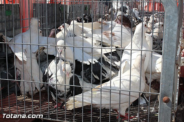 Procesin del Encuentro. Domingo de Resurreccin 2015 - 503