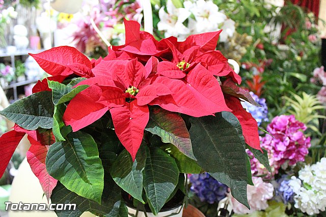 II Concurso Escaparatismo  - 37