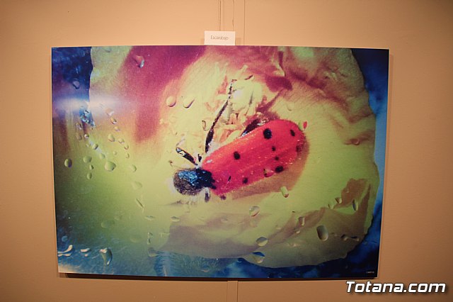 Inauguracin de la exposicin 