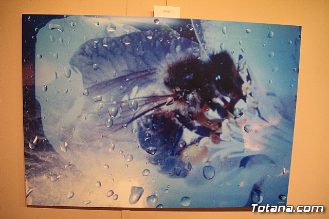 Inauguracin de la exposicin 