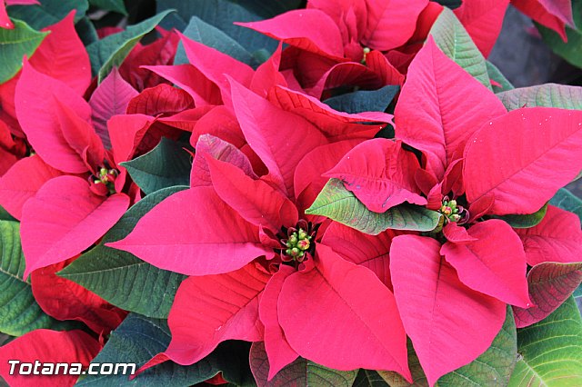 Feria de Navidad 2015 - Asociacin de Comerciantes de Totana - 22