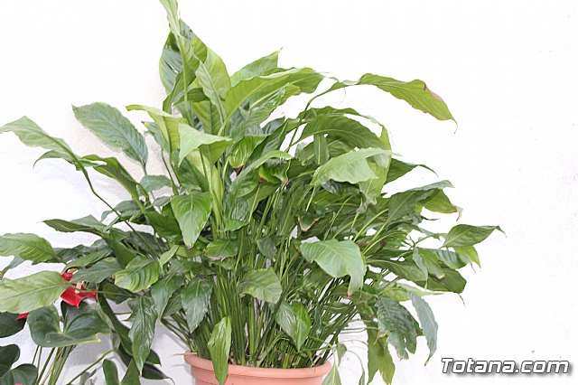 Procesin Lunes de los Frailes 2018 - 129