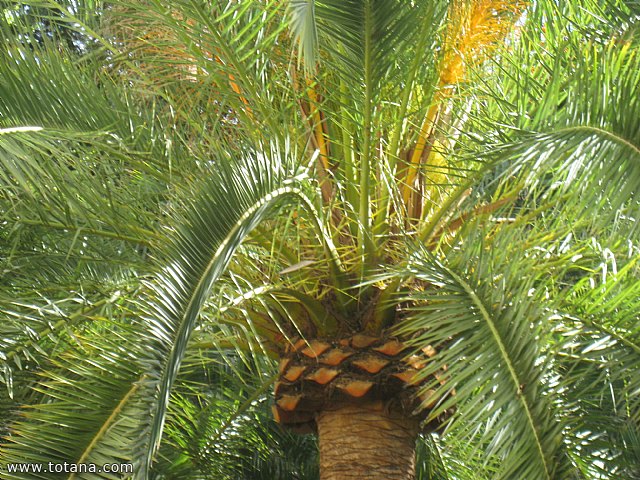 Viaje a Granada - Asociacin Sociocultural de la Mujer de Totana  - 36