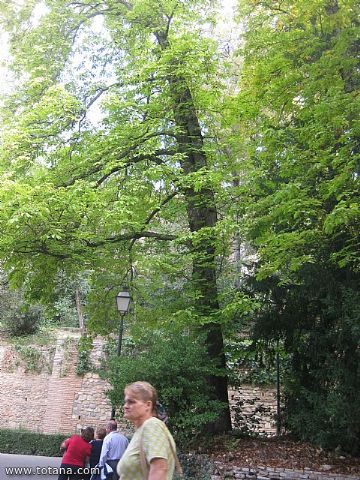 Viaje a Granada - Asociacin Sociocultural de la Mujer de Totana  - 64