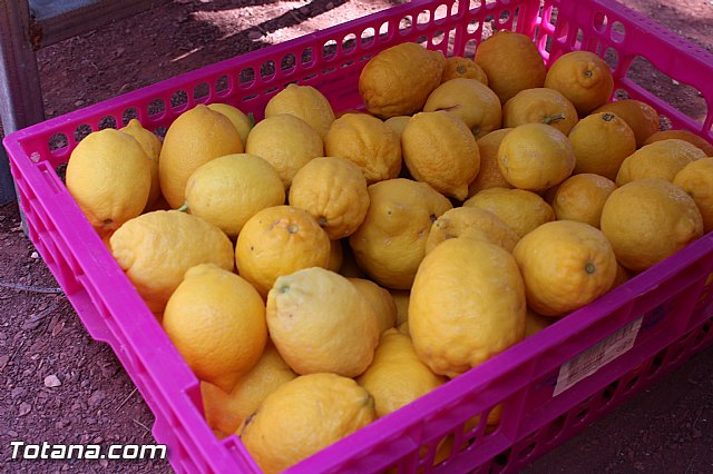 Jornada de convivencia de Hdes. y Cofradas - 02/04/2016 - 21