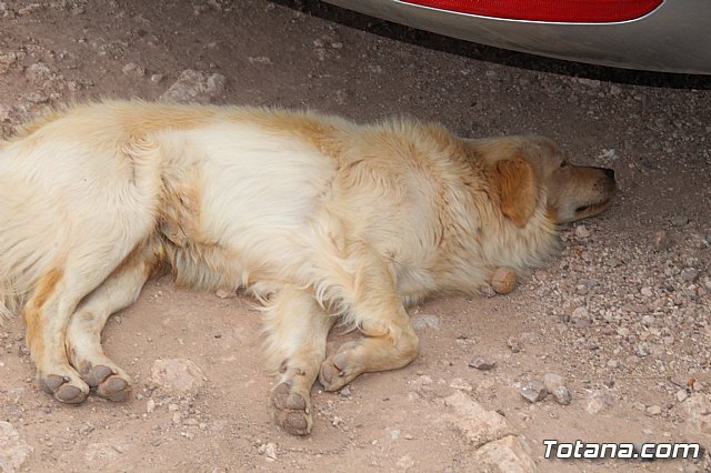 Jornada de convivencia Hdes. y Cofradas. Sbado 22 de abril de 2017 - 94