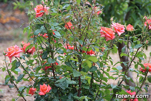 Jornada de convivencia Hdes. Sbado 29 y domingo 30 de abril de 2017 - 12