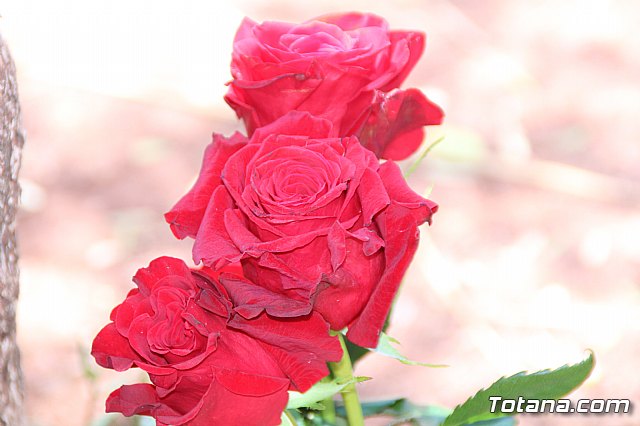 Jornada de convivencia Hdes. Sbado 29 y domingo 30 de abril de 2017 - 189