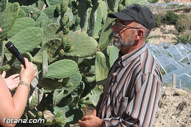 Entrevista. Higos de pala o higos chumbos y la plaga que afecta a las paleras - 2