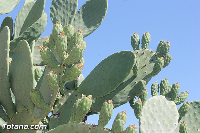 Entrevista. Higos de pala o higos chumbos y la plaga que afecta a las paleras - 13