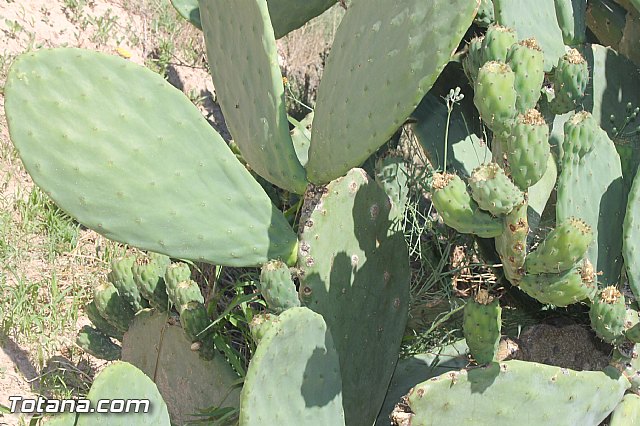 Entrevista. Higos de pala o higos chumbos y la plaga que afecta a las paleras - 14