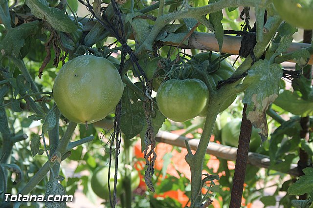 Entrevista. Higos de pala o higos chumbos y la plaga que afecta a las paleras - 36