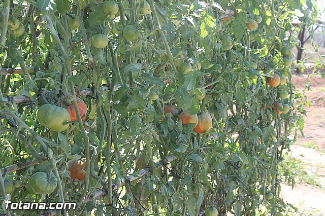Entrevista. Higos de pala o higos chumbos y la plaga que afecta a las paleras - 38