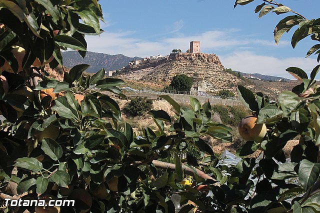 Entrevista. Higos de pala o higos chumbos y la plaga que afecta a las paleras - 52